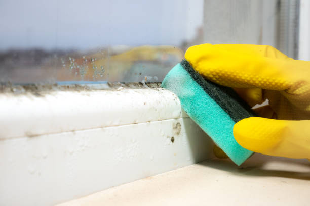 Mold Removal Process in Watsontown, PA