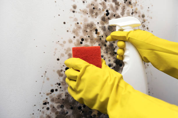 Best Local Mold Removal Service  in Watsontown, PA