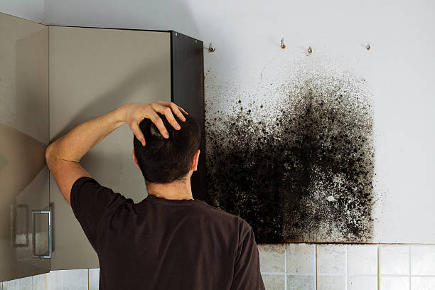 Best Mold Remediation Experts  in Watsontown, PA