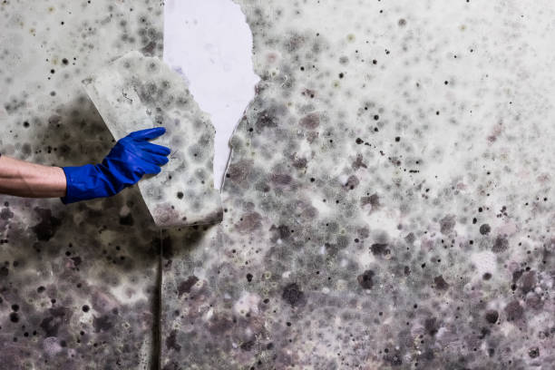 Trusted Watsontown, PA Mold Removal Experts